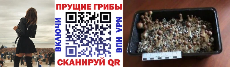 гидра как зайти  Темрюк  Псилоцибиновые грибы Cubensis  где купить наркоту 